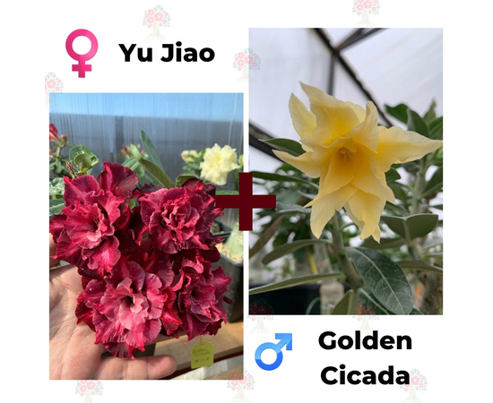 Адениум РО Yu Jiao + Golden Cicada