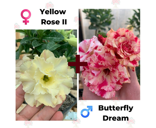 Адениум РО Yellow Rose 2 + Butterfly Dream