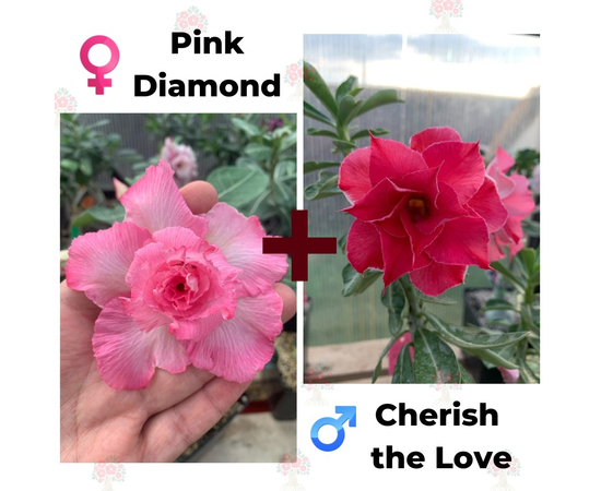 Адениум РО Pink Diamond + Cherish the Love