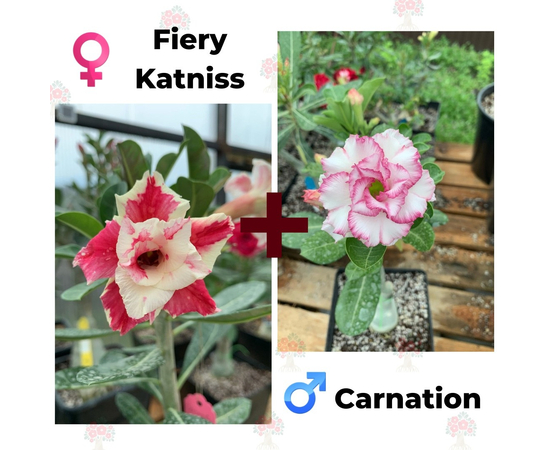 Адениум РО Fiery Katniss + Carnation