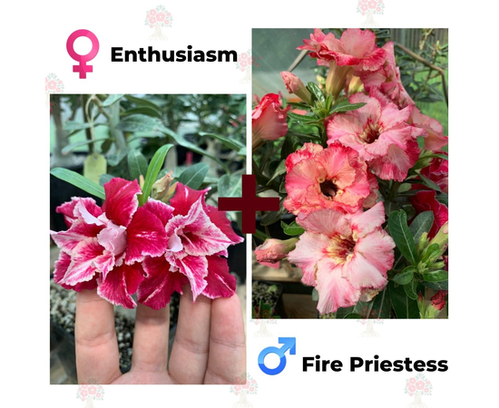 Адениум РО Enthusiasm + Fire Priestess