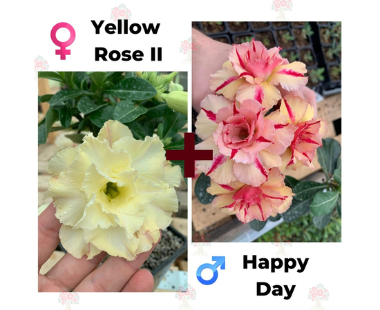 Адениум РО Yellow Rose 2 + Happy Day