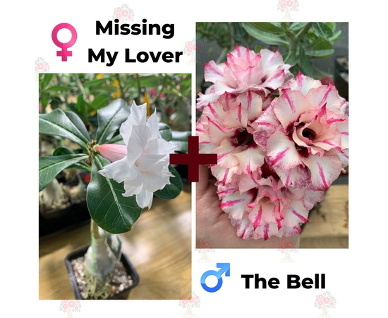 Адениум РО Missing my Lover + The Bell