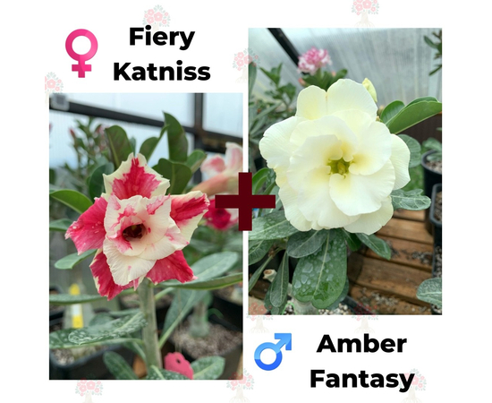 Адениум РО Fiery Katniss + Amber Fantasy