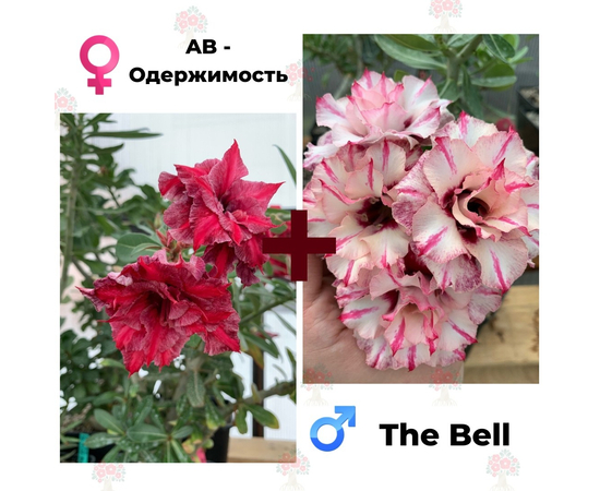 Адениум РО AB-Одержимость + The Bell