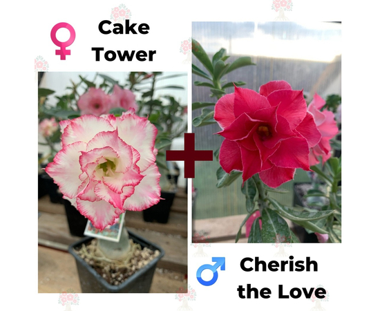 Адениум РО Cake Tower + Cherish the Love