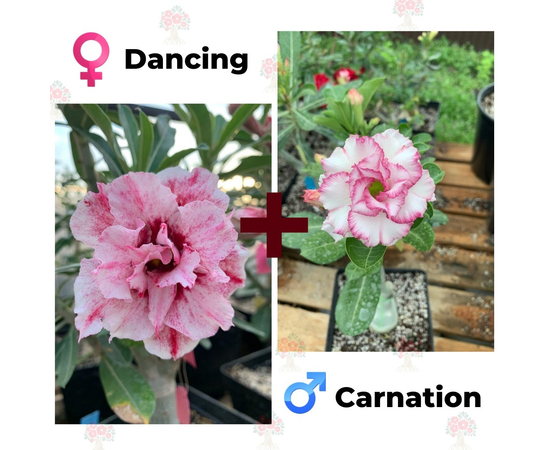 Адениум РО Dancing + Carnation