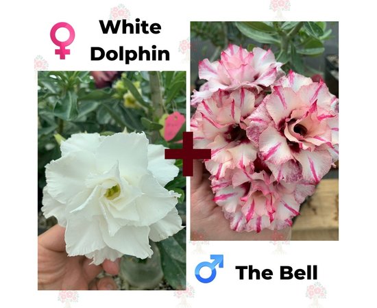 Адениум РО White Dolphin + The Bell