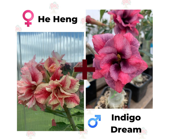 Адениум РО He Heng + Indigo Dream