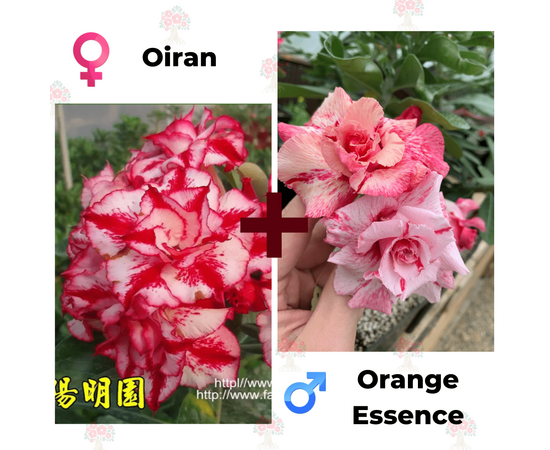 Адениум РО Oiran + Orange Essence