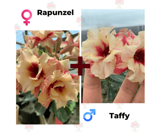 Адениум РО Rapunzel + Taffy