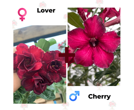 Адениум РО Lover + Cherry