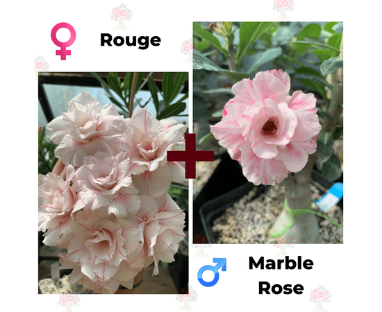 Адениум РО Rouge + Marble Rose