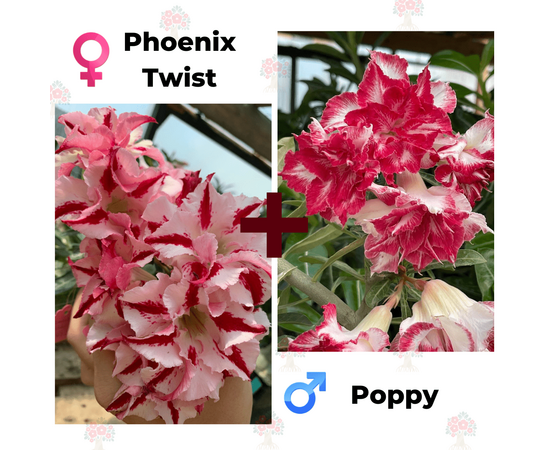 Адениум РО Phoenix Twist + Poppy