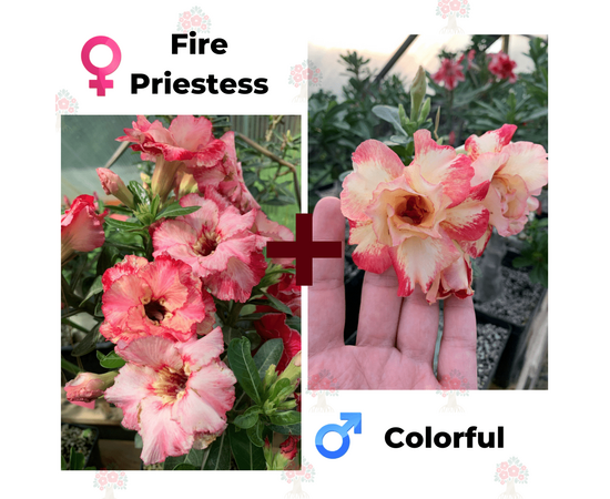 Адениум РО Fire Priestess + Colorful