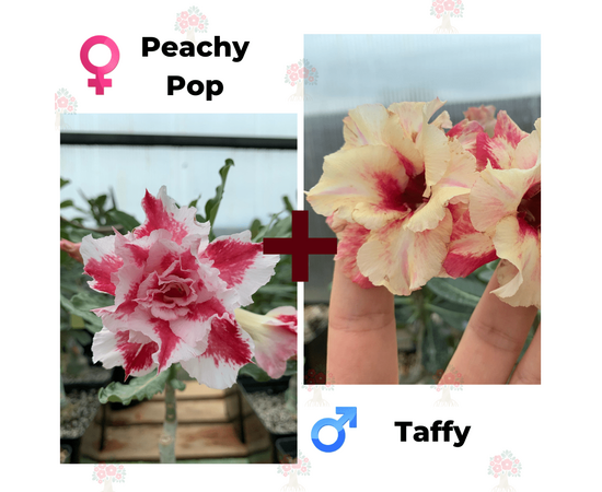 Адениум РО Peachy Pop + Taffy