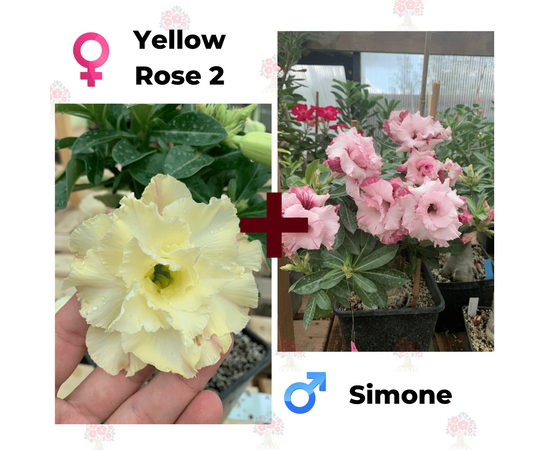 Адениум РО Yellow Rose 2 + Simone