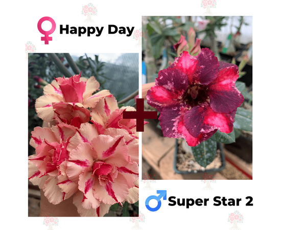 Адениум РО Happy Day + Super Star 2
