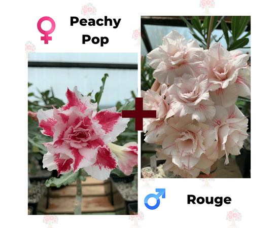 Адениум РО Peachy Pop + Rouge