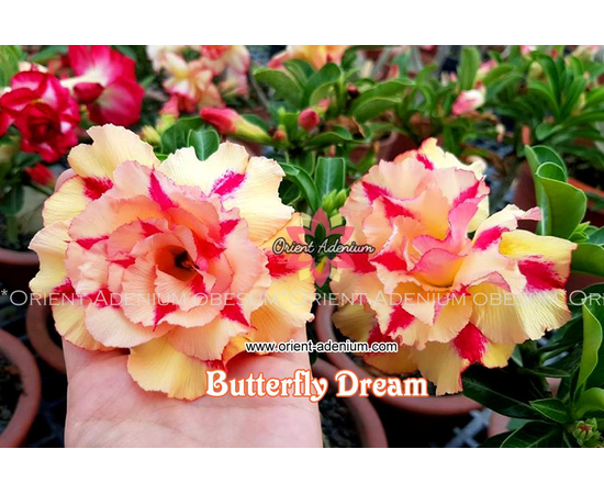 Привитый адениум Butterfly Dream