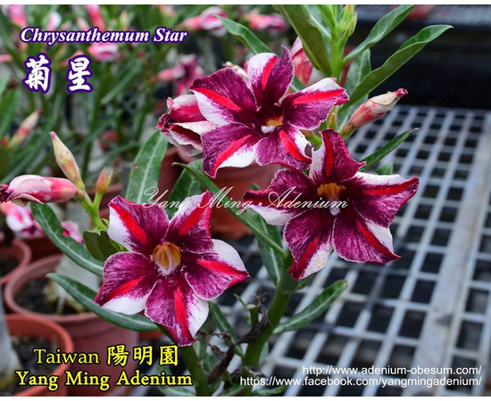 Привитый адениум Margaret Star (Chrysantemum Star)
