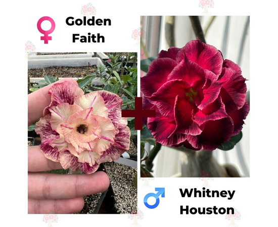 Адениум РО Golden Faith + Whitney Houston