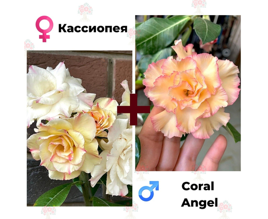 Адениум РО Кассиопея + Coral Angel