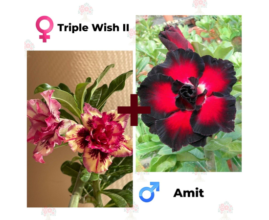 Адениум РО Triple Wish 2 + Amit