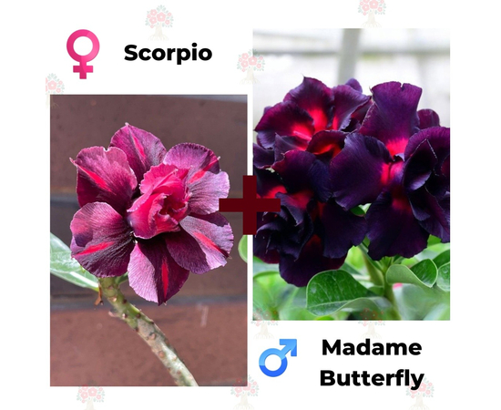 Адениум РО Scorpio + Madame Butterfly