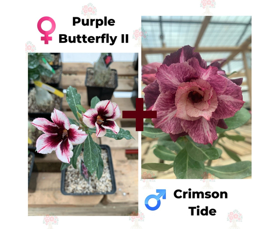 Адениум РО Purple Butterfly 2 + Crimson Tide