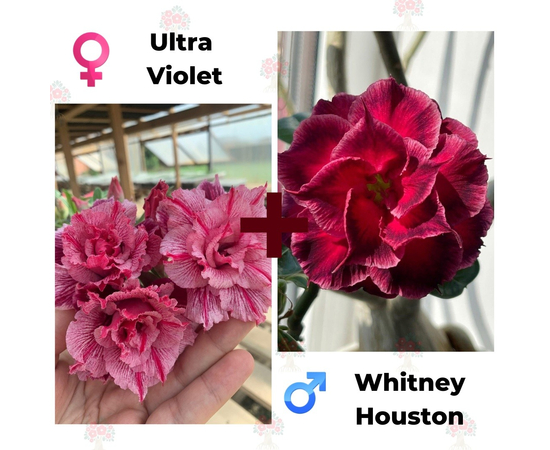 Адениум РО Ultra Violet + Whitney Houston