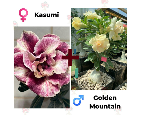 Адениум РО Kasumi + Golden Mountain