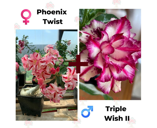 Адениум РО Phoenix Twist + Triple Wish 2