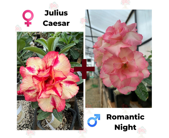 Адениум РО Julius Caesar + Romantic Night