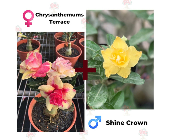 Адениум РО Chrysanthemums Terrace + Shine Crown