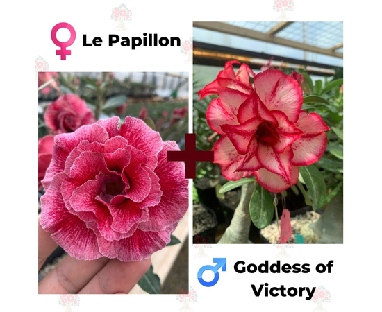 Адениум РО Le Papillon + Goddes of Victory