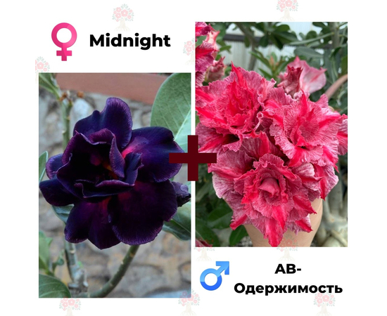 Адениум РО Midnight + AB-Одержимость