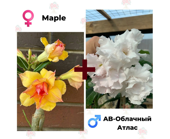 Адениум РО Maple + AB-Облачный Атлас