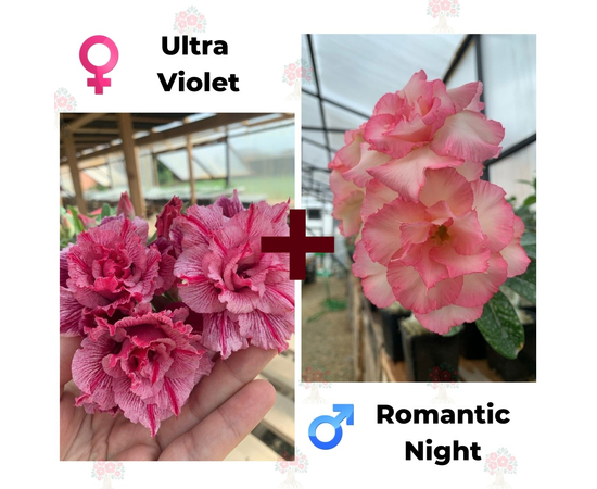Адениум РО Ultra Violet + Romantic Night