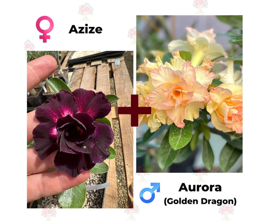 Адениум РО Azize + Aurora
