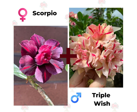 Адениум РО Scorpio + Triple Wish