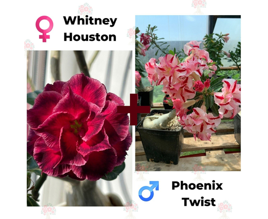 Адениум РО Whitney Houston + Phoenix Twist