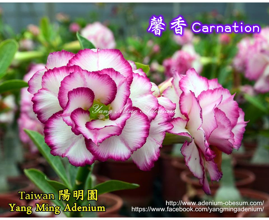 Привитый адениум Carnation