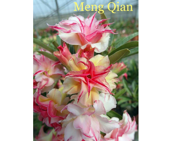 Привитый адениум Meng Qian