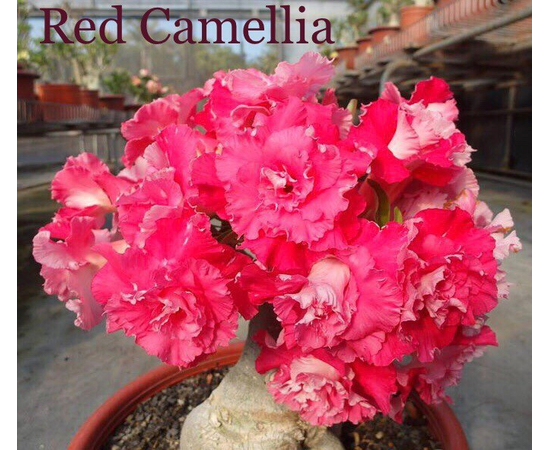 Привитый адениум Red Camellia