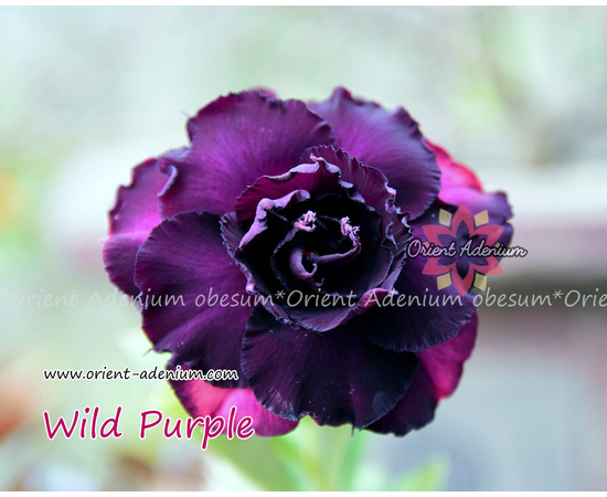 Привитый адениум Wild Purple
