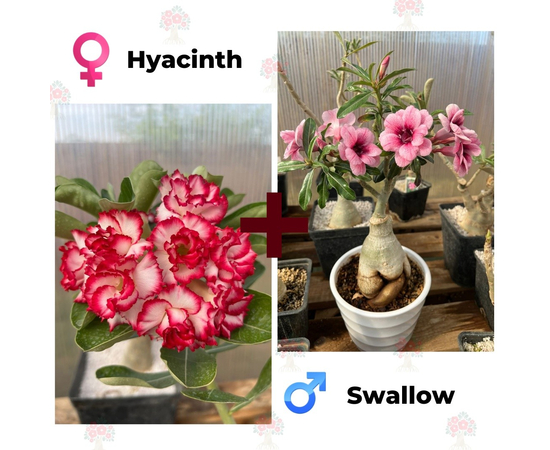 Адениум РО Hyacinth + Swallow