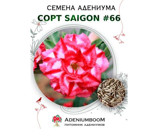 Адениум Тучный от Saigon Adenium № 66