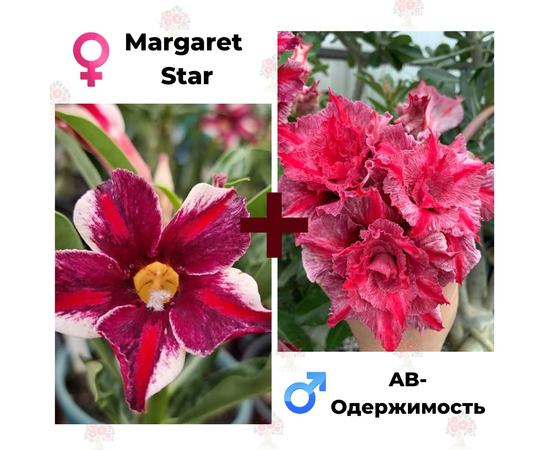 Адениум РО Margaret Star + AB-Одержимость