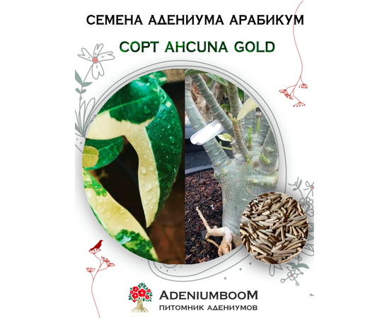 Адениум Арабикум Ahcuna Gold